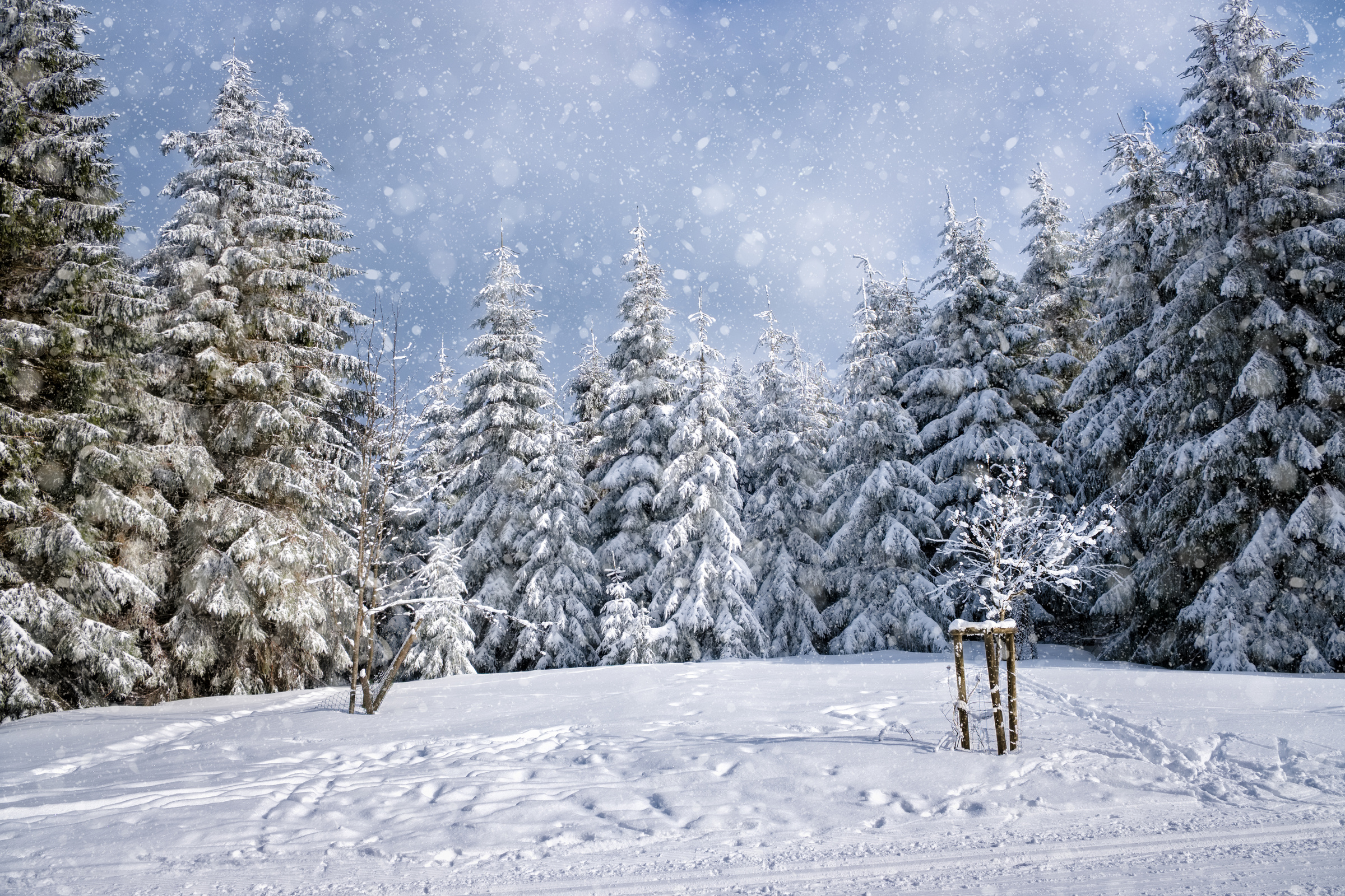 Winter Wonderland White Snow Background