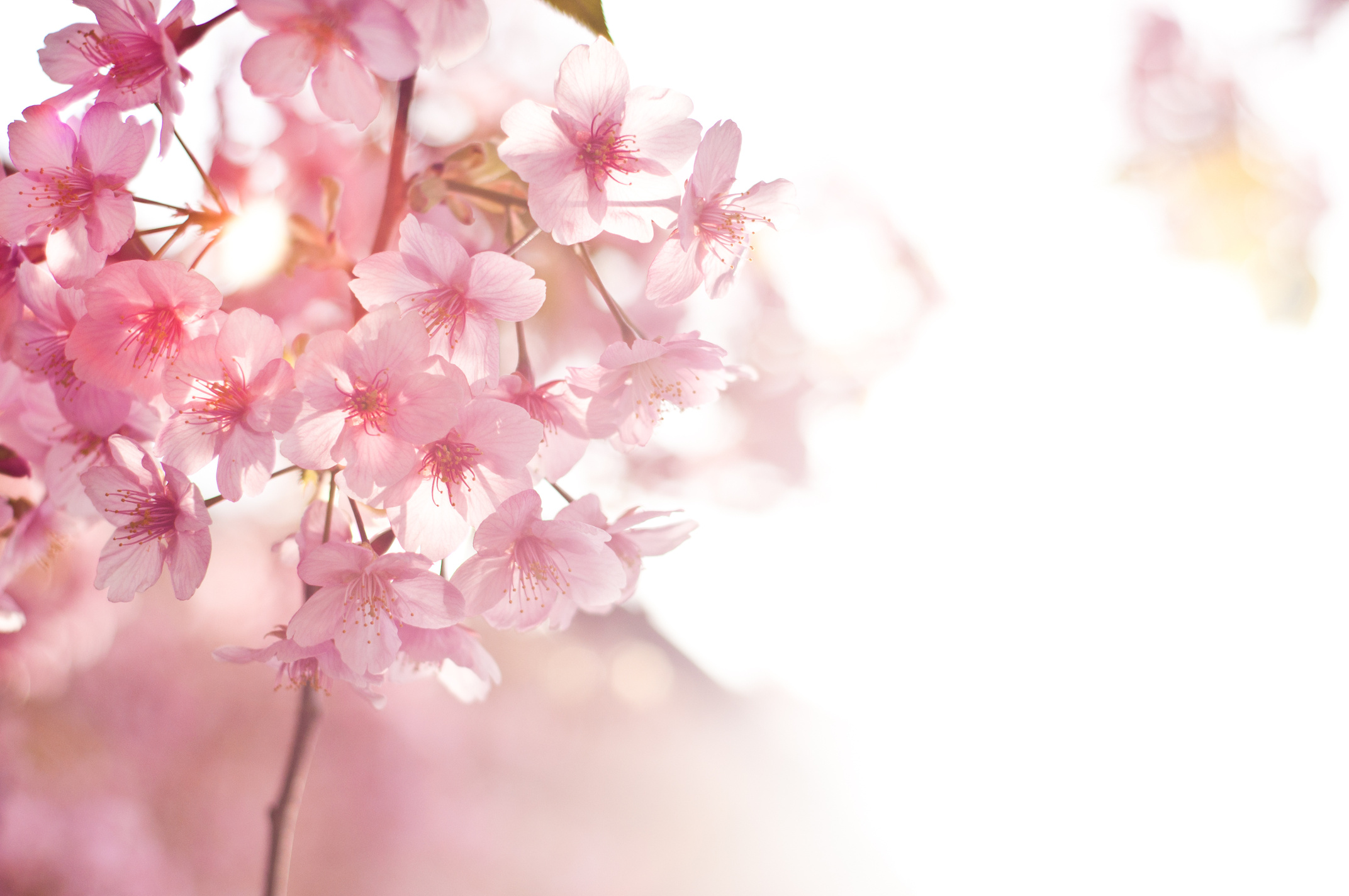 Pink flower