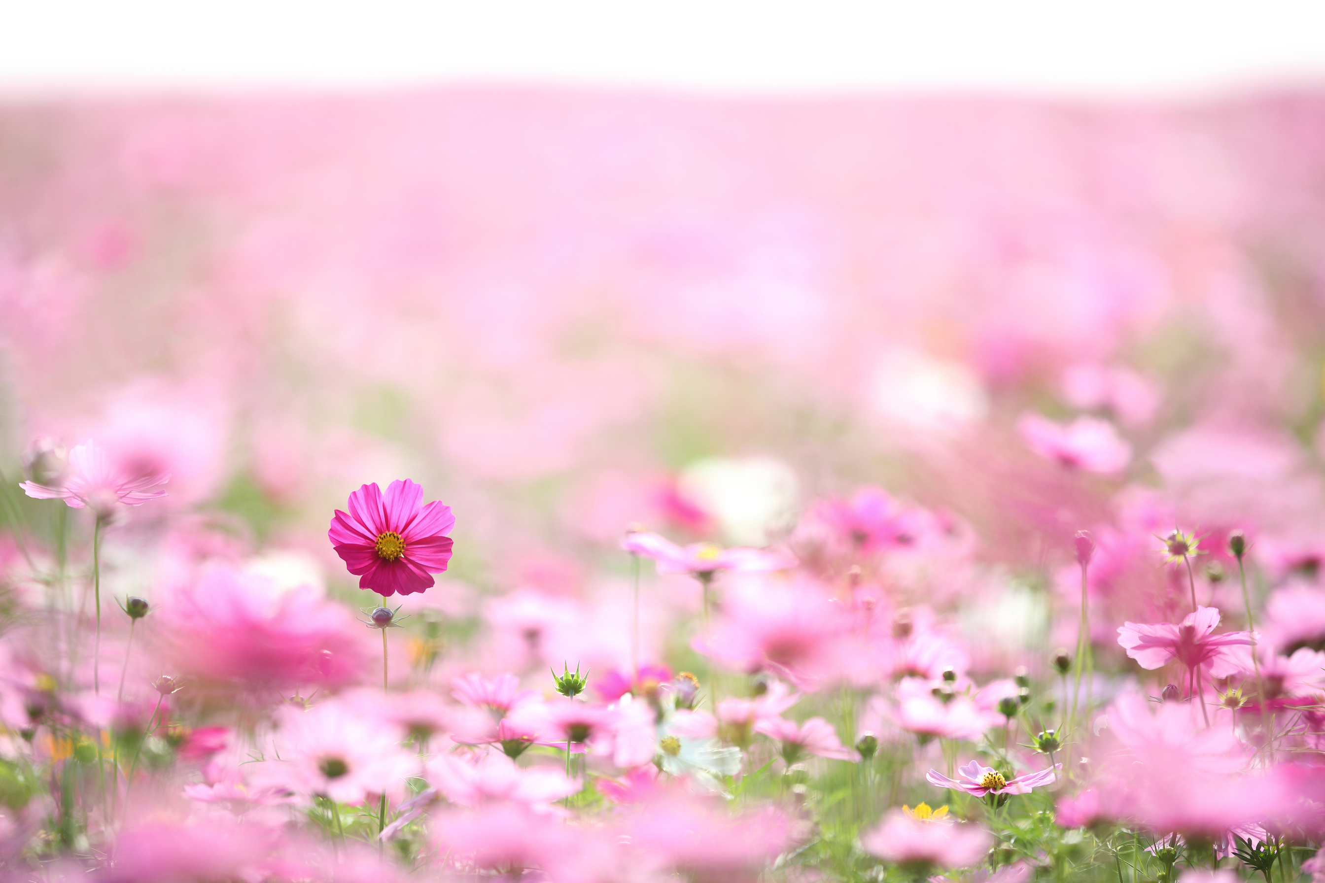 Pink Flowers in Nature