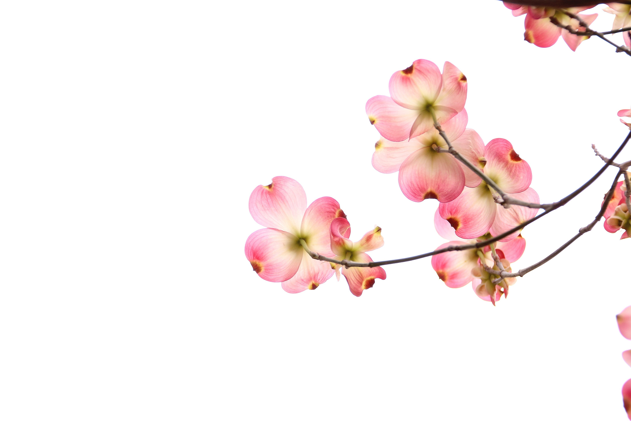 Pink Flowers on White Background