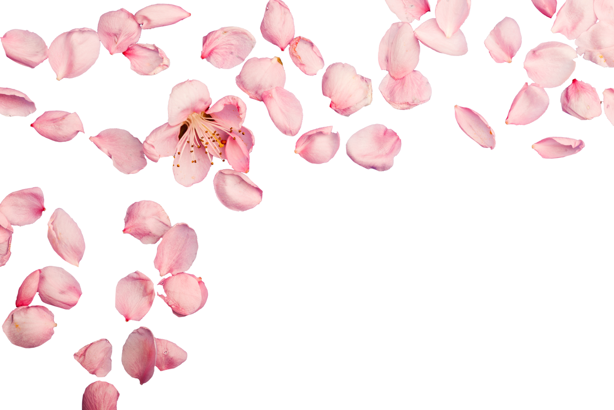 Pink Flower Background 